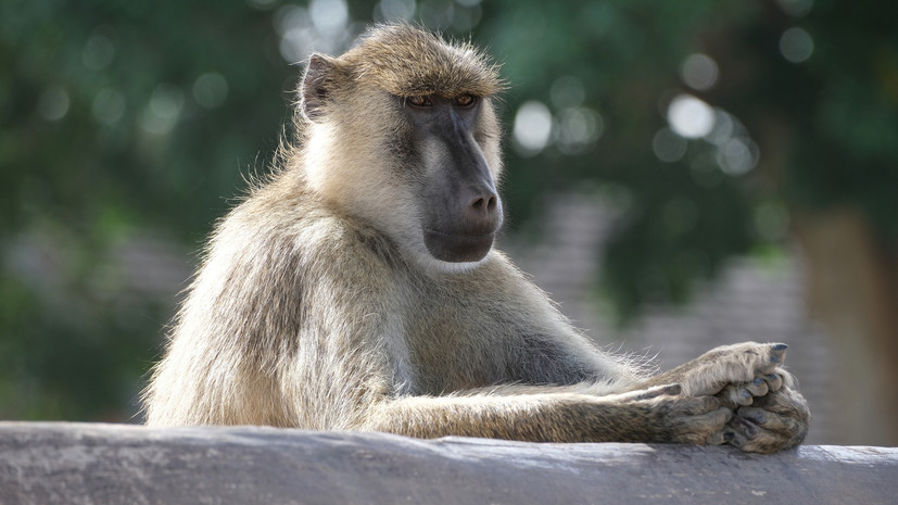Bild: в Нюрнберге зоозащитники ворвались в зоопарк из-за убийства 12 павианов