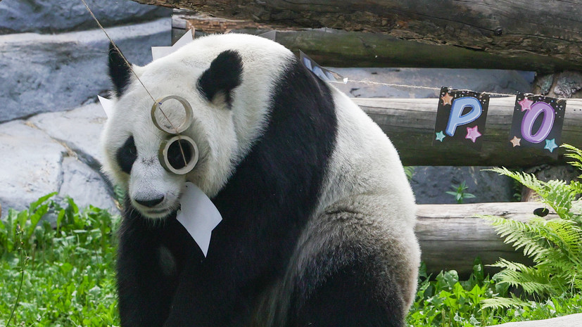 Панда Диндин из Московского зоопарка готовится к возможному пополнению