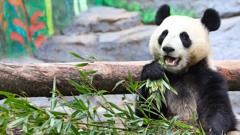 Онлайн-трансляции Московского зоопарка стали доступны на английском языке