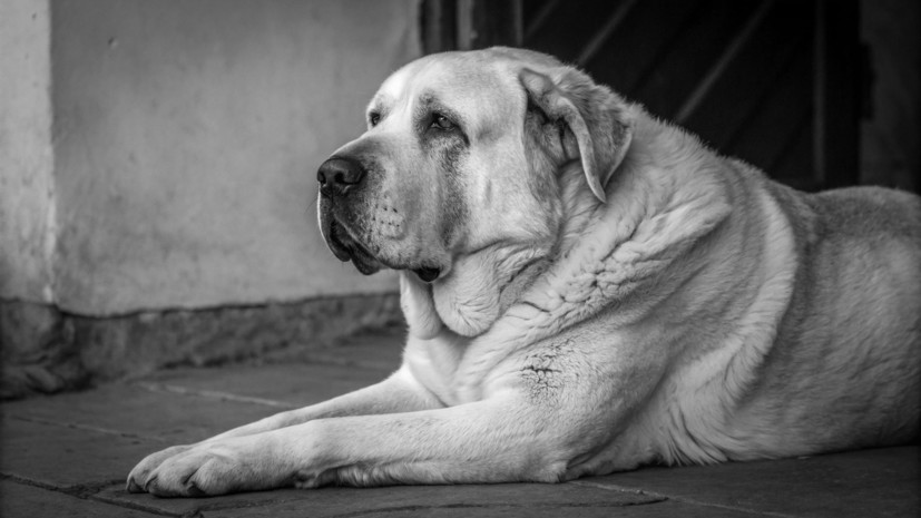 В Нижнем Новгороде умер пёс-толстяк Кругетс, похудевший на 50 кг