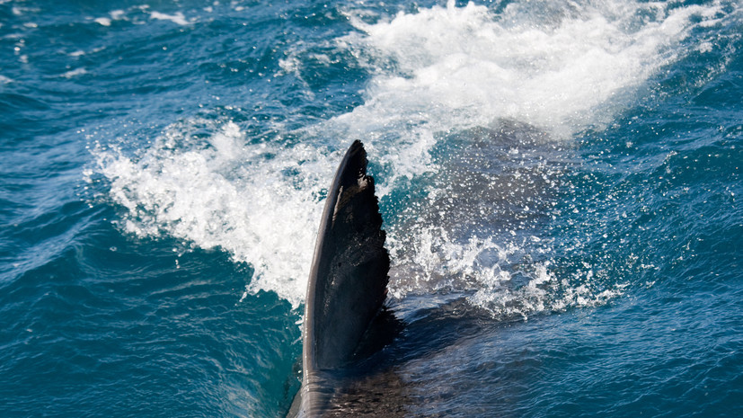 Акула укусила беременную жену бывшего игрока НБА в Пуэрто‑Рико