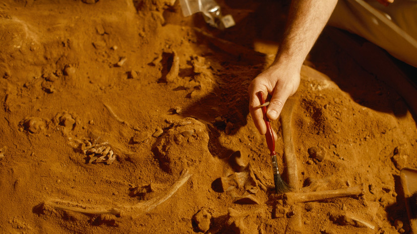 Останки древних морских обитателей обнаружили на Земле Франца-Иосифа