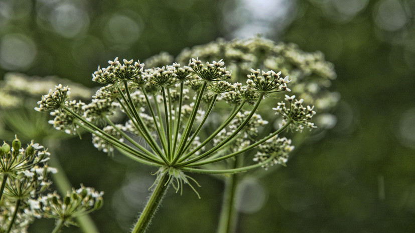 Специалист Терехова рассказала о способах борьбы с борщевиком