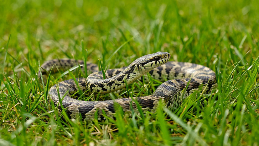 Специалист Алёшкин посоветовал сохранять спокойствие при встрече со змеёй