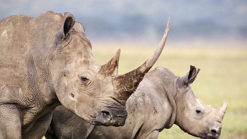 AP: в ЮАР спасают носорогов от браконьеров с помощью радиоактивных веществ