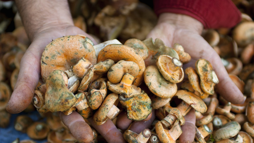 Миколог Дьяков посоветовал не покупать грибы на рынке