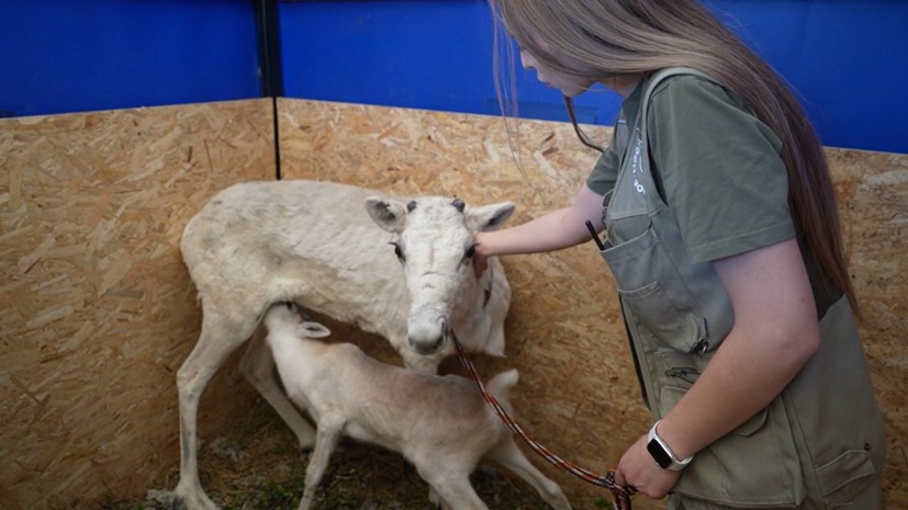 Подаренный Путину оленёнок вырос и окреп