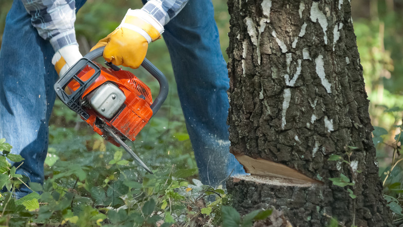 В пригороде Львова вырубили 70 деревьев «советского происхождения»