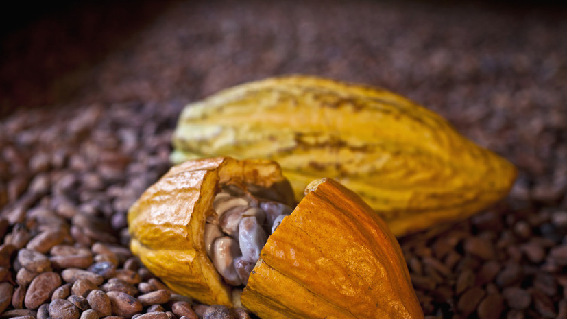 Гана поднимет цены на какао более чем на 60%