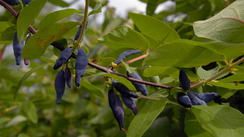 Садовод Самойлова рассказала, как ухаживать за жимолостью в августе