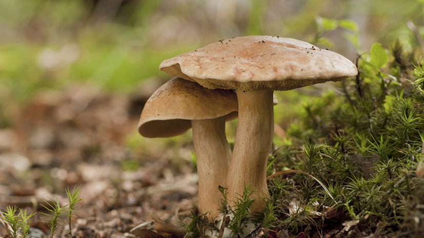 Диетолог Русакова: маслята богаты витаминами группы В