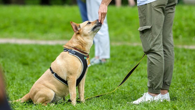 На Тверском бульваре пройдёт фестиваль «Моспитомец»