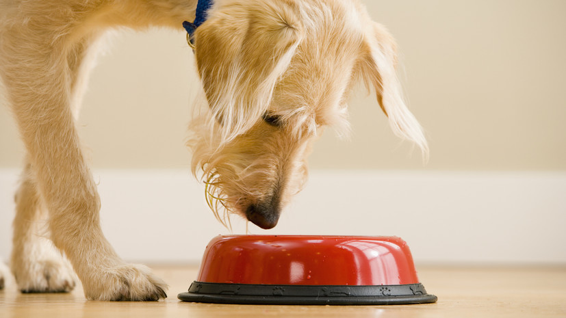 Кинолог Голубев объяснил, почему собака не может быть веганом