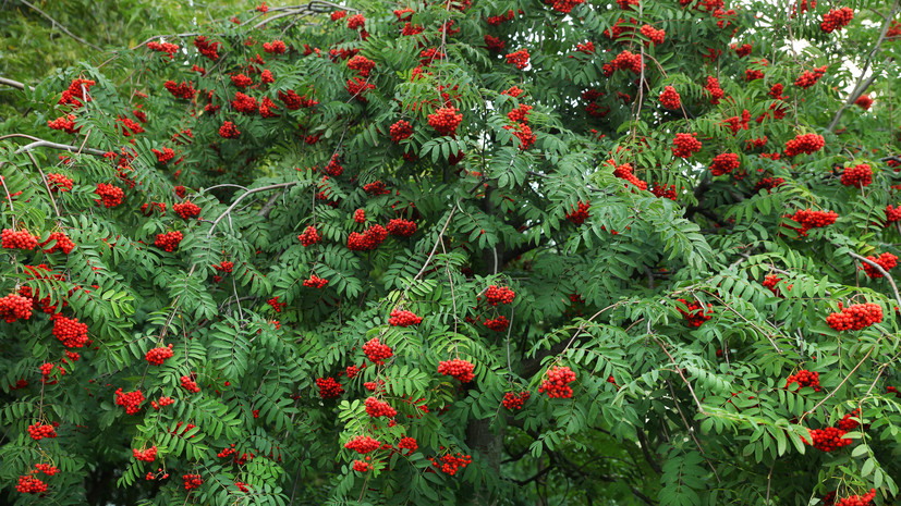 В Москве назвали лучшие породы деревьев для озеленения мегаполиса