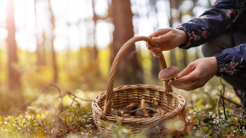 Миколог Дьяков перечислил самые полезные грибы