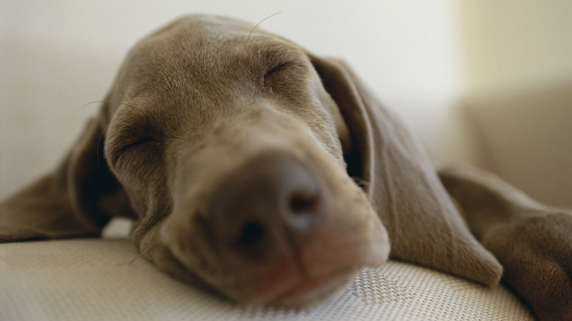 Кинолог Голубев объяснил, что снится собакам