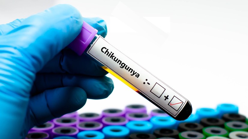 Вирусолог Аграновский: вирус чикунгунья сейчас не опасен для россиян