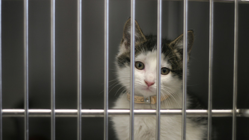 Ветеринар Шеляков рекомендовал брать кошек из приюта