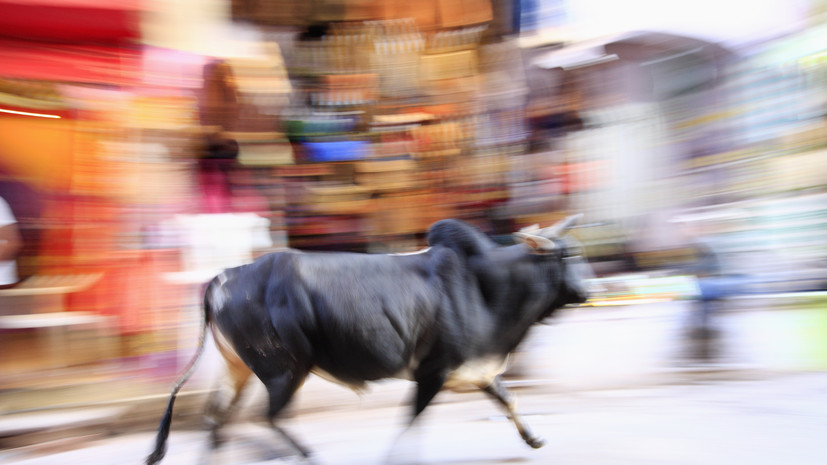 Бегавшего по Люберцам быка поймали, хозяин увёз его домой