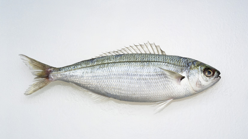 Технолог Румянцева рассказала, как выбрать качественную рыбу