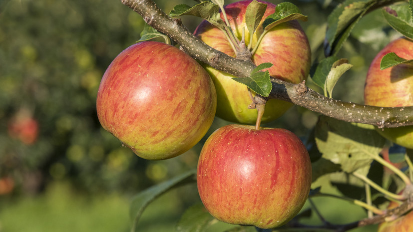 Биолог Смирнов рассказал о болезнях яблонь