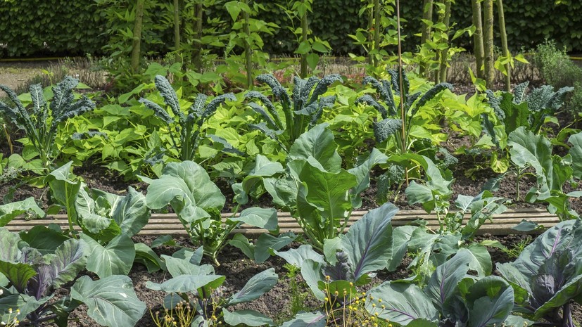 Садовод Самойлова посоветовала укрывать грядки на ночь в дождливую погоду