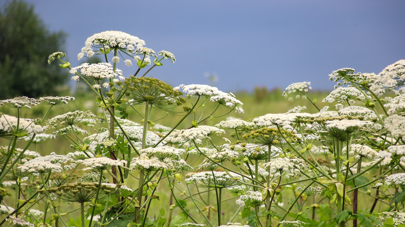 В Петербурге ИИ научился находить борщевик на земельных участках