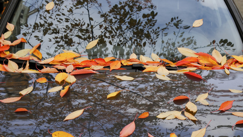 Автоэксперт Ладушкин рассказал, чем опасен осенний листопад для машины