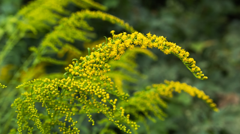 Аллерголог Логина рассказала о поддержании здоровья в период цветения амброзии
