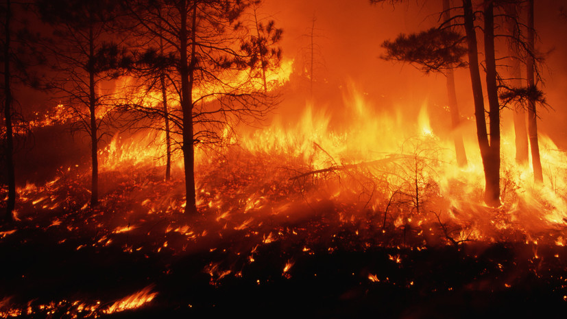 В АТОР рассказали о действиях на случай лесных пожаров в Турции