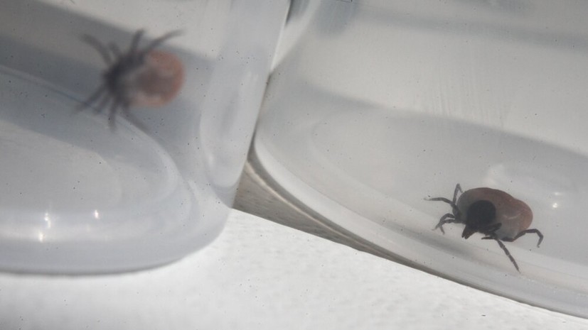 Инфекционист Неронов посоветовал регулярно осматривать себя на наличие клещей