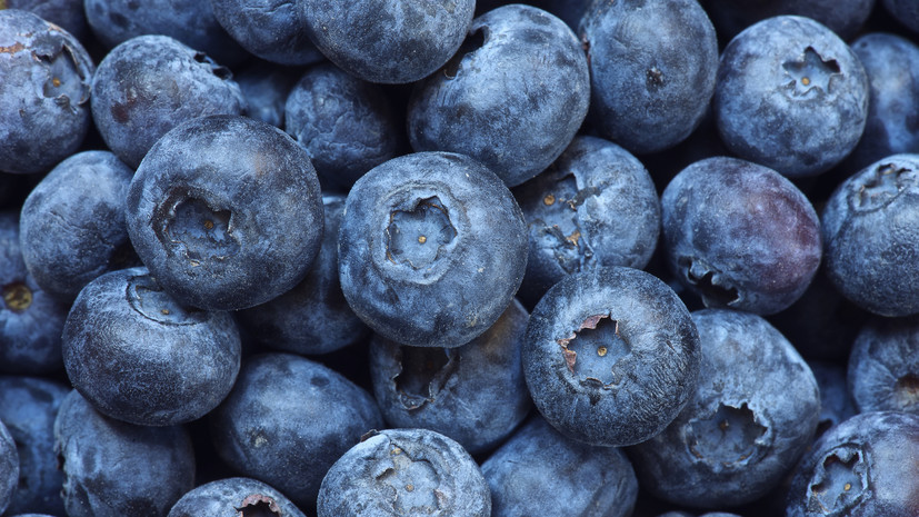 Диетолог Гаврилова: черника содержит много органических кислот