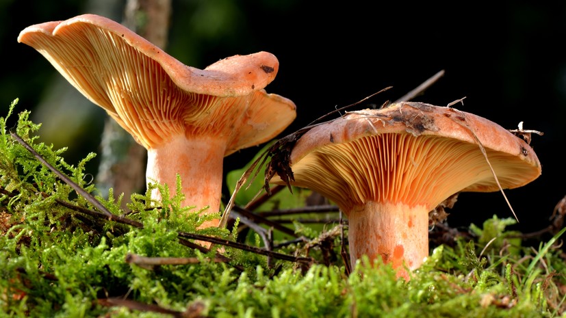 Диетолог Никитина рассказала о противопоказаниях к употреблению рыжиков