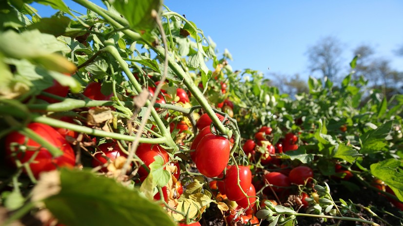 Садовод Туманов дал советы по уходу за грядками после сбора помидоров