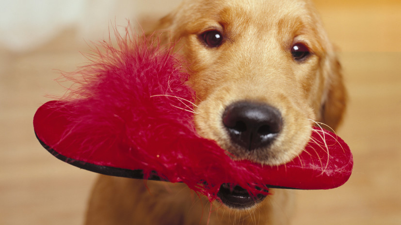 Кинолог Голубев: собака таскает тапки ради внимания хозяина