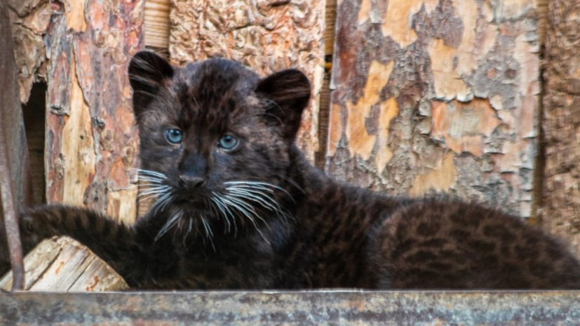 В Екатеринбургском зоопарке родился детёныш краснокнижного леопарда