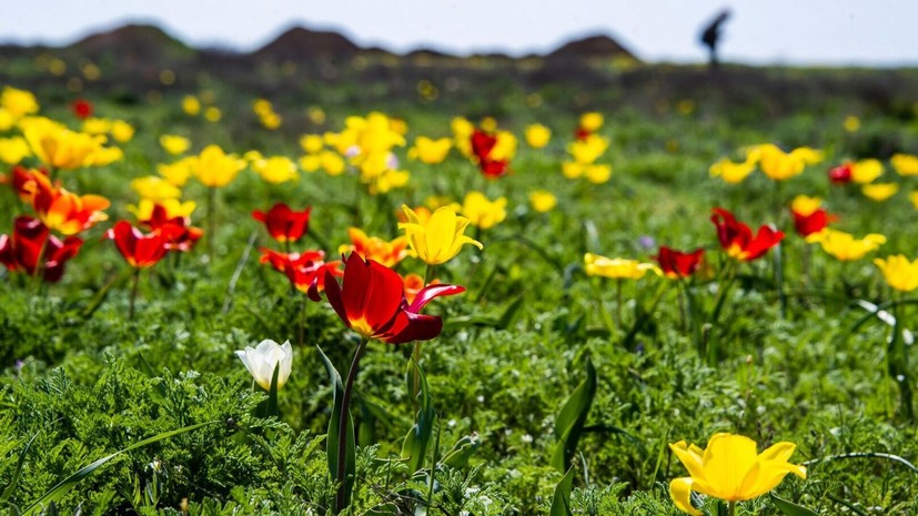 Эколог Лакустова: за сбор трав в заповеднике предусмотрен штраф до 200 тысяч рублей