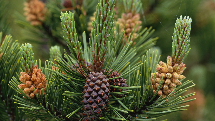 Заблудившийся в лесах Кузбасса подросток двое суток питался шишками