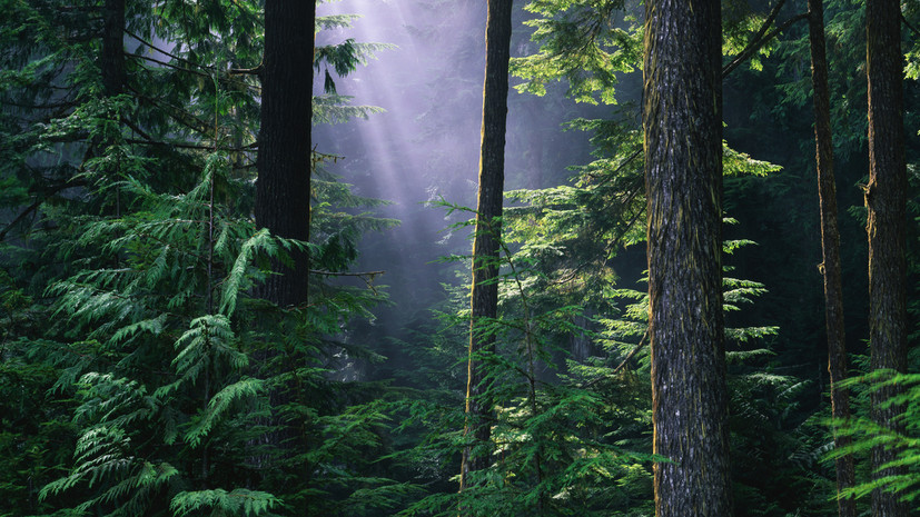 В Нижегородской области артистка Шельменкина заблудилась в лесу и погибла