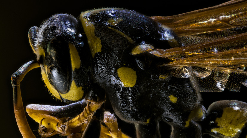 Специалист Бурмистров заявил, что пауки-осы не представляют серьёзной угрозы