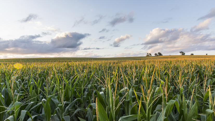 На востоке Польши неопознанный объект упал на кукурузное поле и взорвался