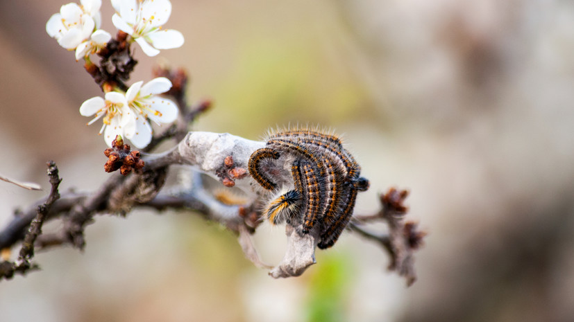 Агроном Михайлова назвала личинки боярышницы злостными садовыми вредителями