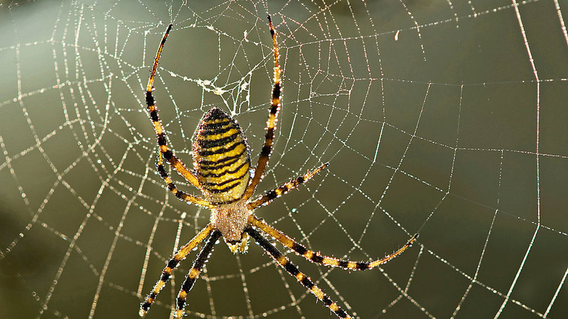 Арахнолог Мартыновченко: паук-оса кусается редко