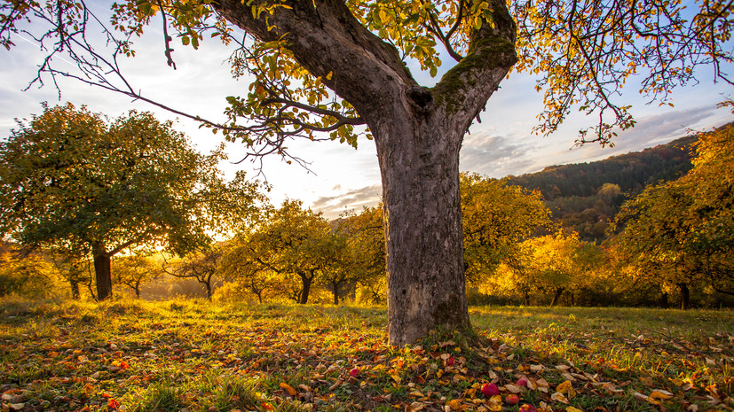 Биолог Смирнов рассказал о пользе подкормки для яблонь осенью