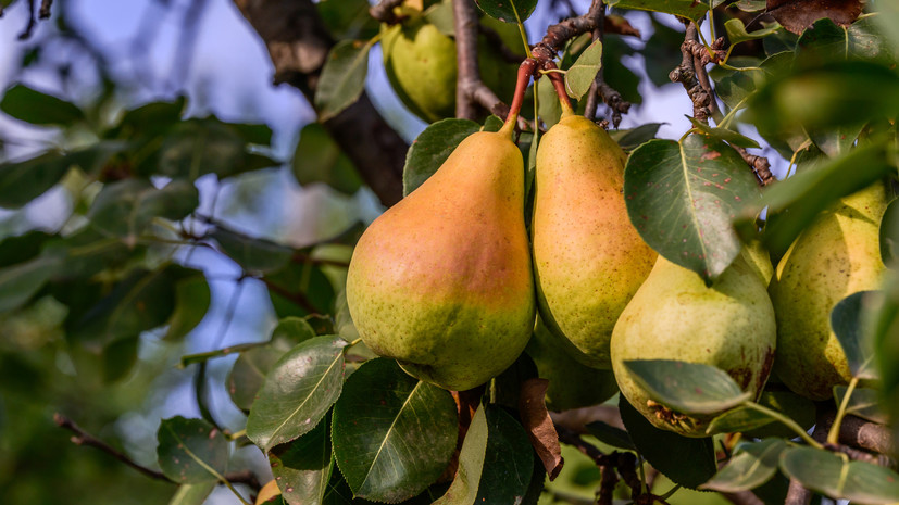 Биолог Смирнов посоветовал собирать груши слегка недозрелыми