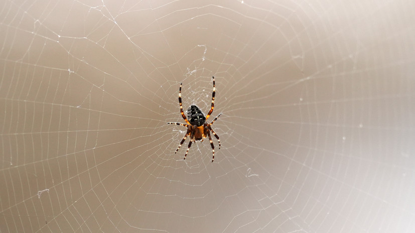 Биолог Николаева: нет смысла специально беречься от пауков