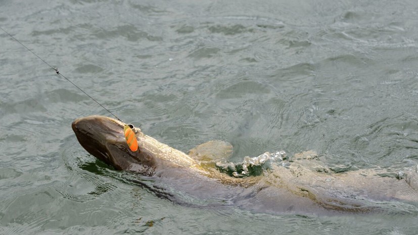 Специалист Литвинов назвал щуку самой полезной рыбой в Пермском крае