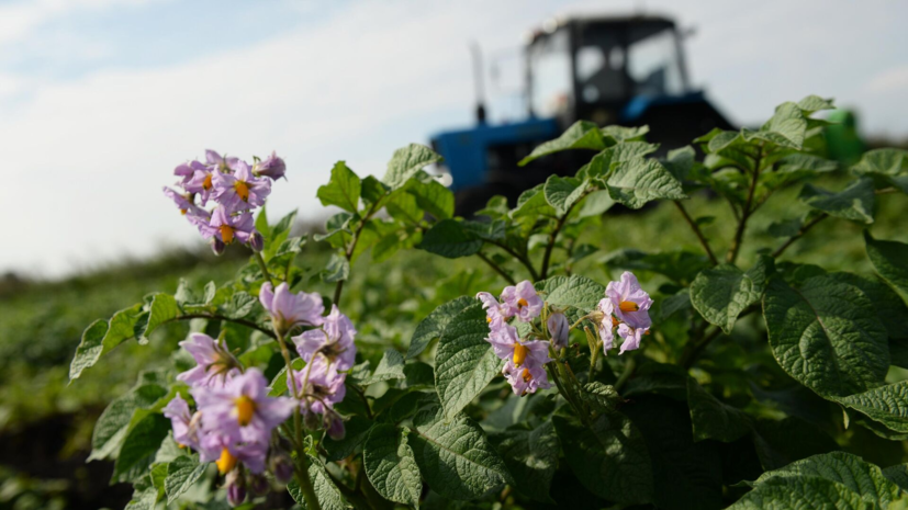 Садовод Юрьева посоветовала скашивать ботву перед уборкой урожая картофеля