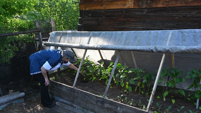 Биолог Горячев дал советы по уходу за огородом в конце лета