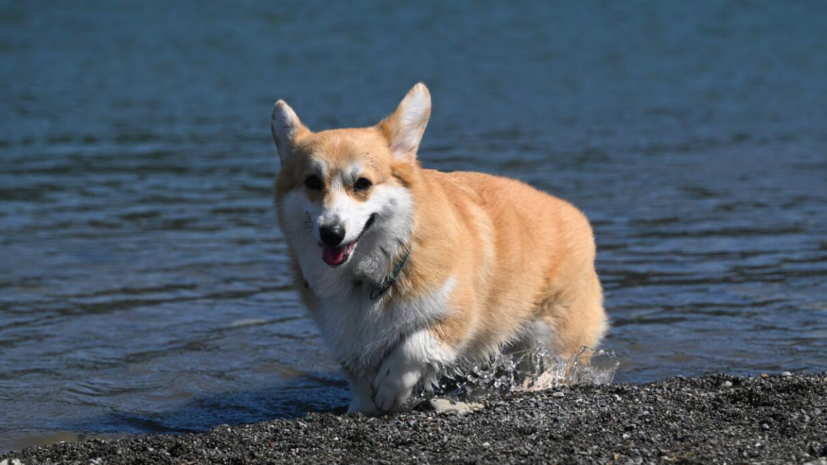 Кинолог Голубев: собака может завывать под музыку от скуки